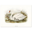 Mute swan . Vintage bird print .   XIX beautiful illustration of european birds collection.