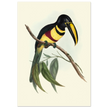 Toucan by John Gould XIX Century. Antique bird illustration