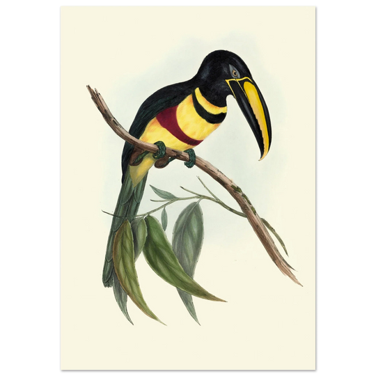 Toucan by John Gould XIX Century. Antique bird illustration