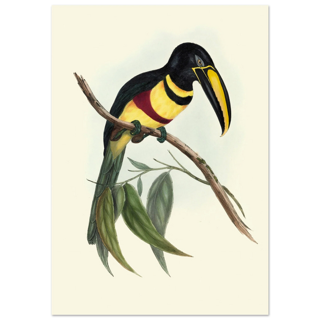 Toucan by John Gould XIX Century. Antique bird illustration