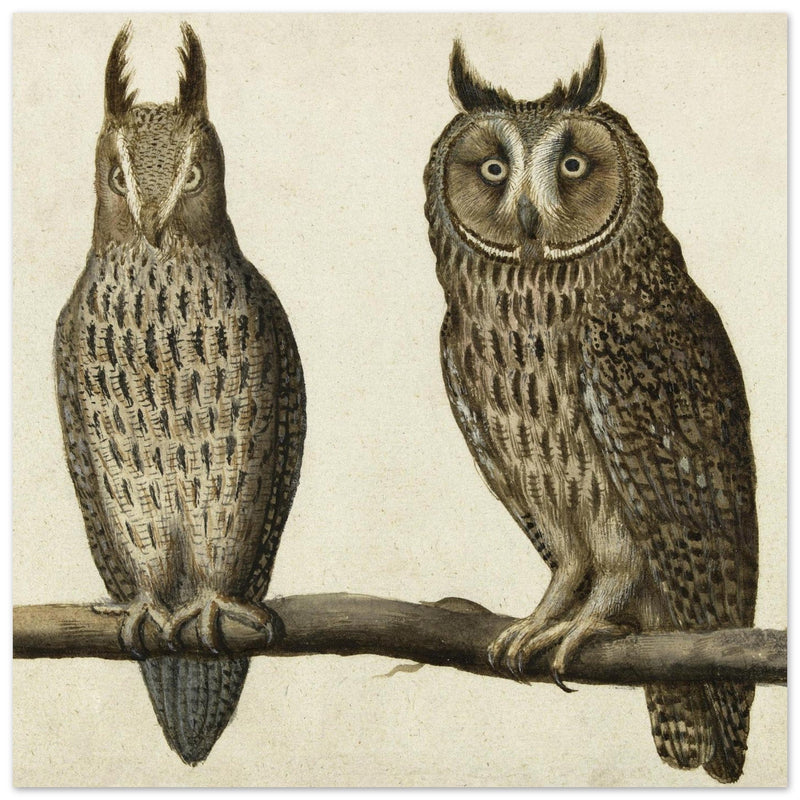 Scops Owl and Long-eared Owl vintage illustration.