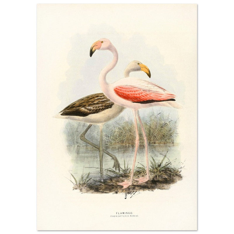 Flamingoes . Vintage bird print .   XIX beautiful illustration of european birds collection.