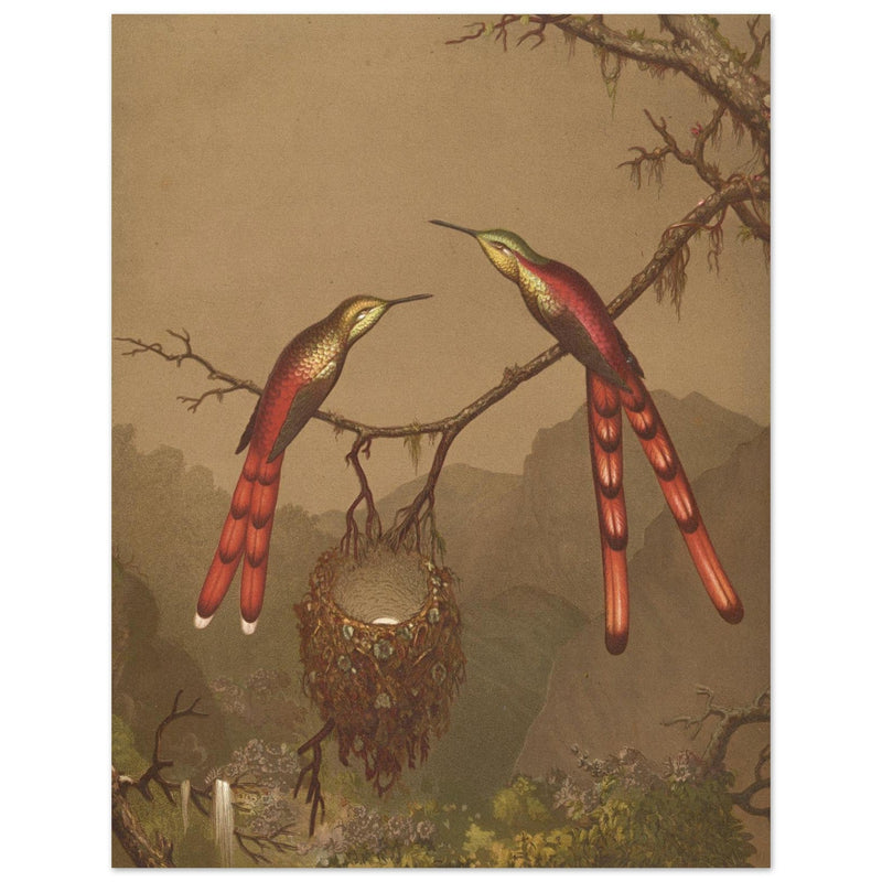 Brazilian Hummingbirds I by Martin Johnson Heade