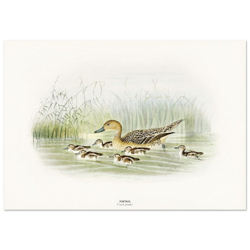 Pintail duck with duclings . Vintage bird print .   XIX beautiful illustration of european birds collection.