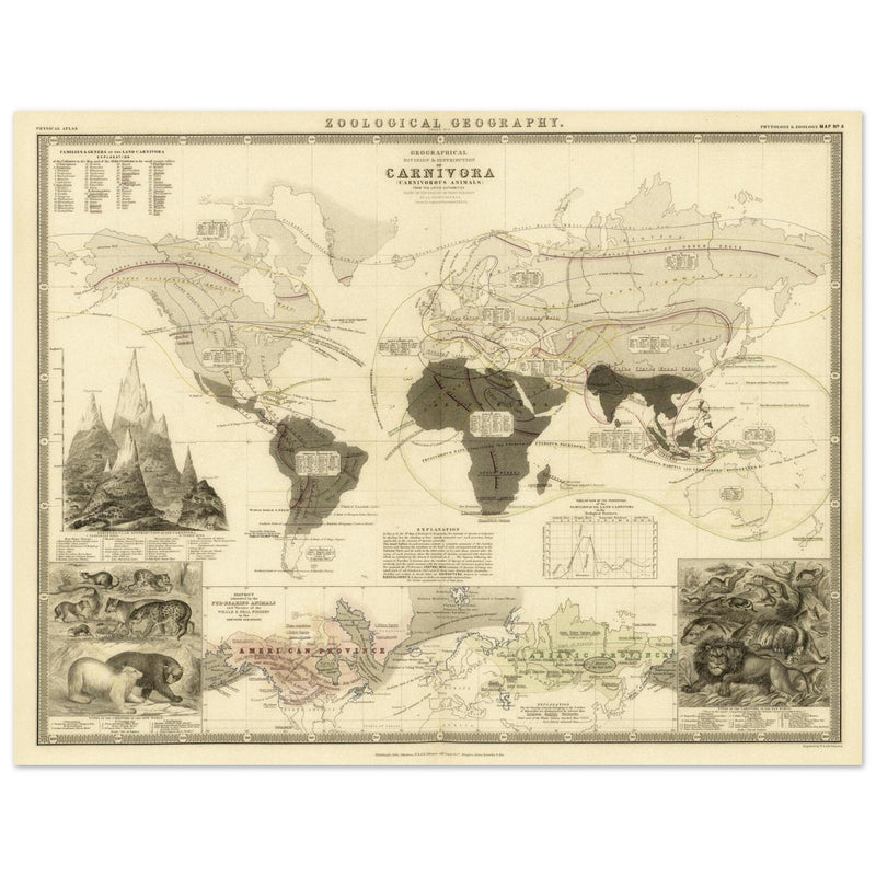 Carnivore animals distribution vintage map . World map print by Alexander Keith Johnston