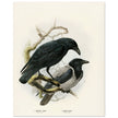 Carrion and hooded crows. Vintage bird print.   XIX beautiful illustration of european birds collection.