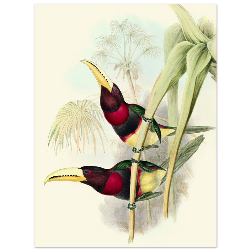 Art print of two vintage red toucans by John Gould XIX Century. Antique bird painting
