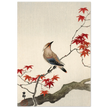 Japanese waxwing on maple by Ohara Koson