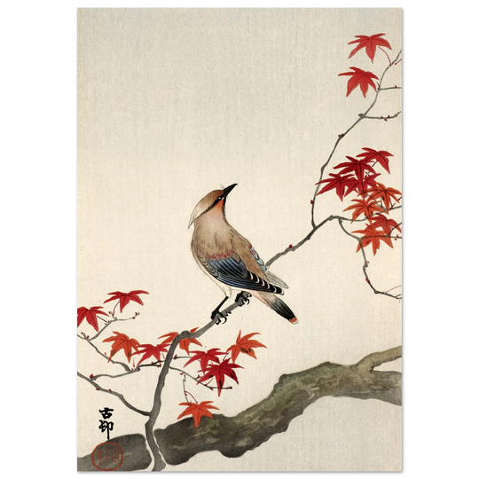 Japanese waxwing on maple by Ohara Koson