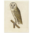 Barn owl anonymous author vintage illustration of the XVI century.