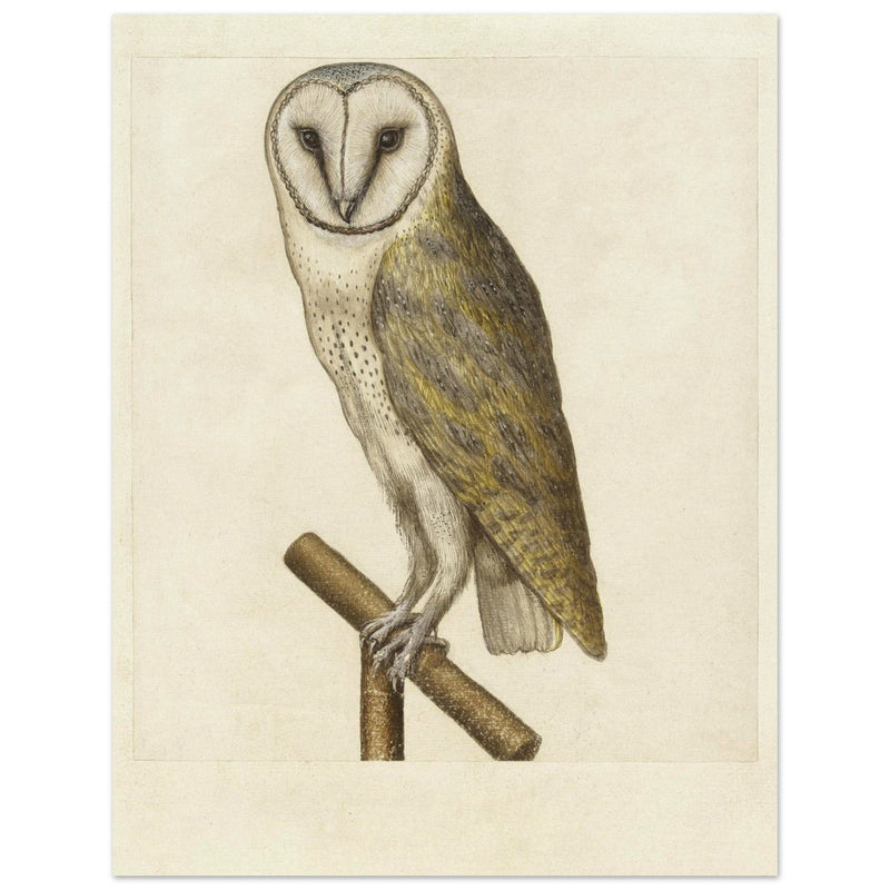 Barn owl anonymous author vintage illustration of the XVI century.