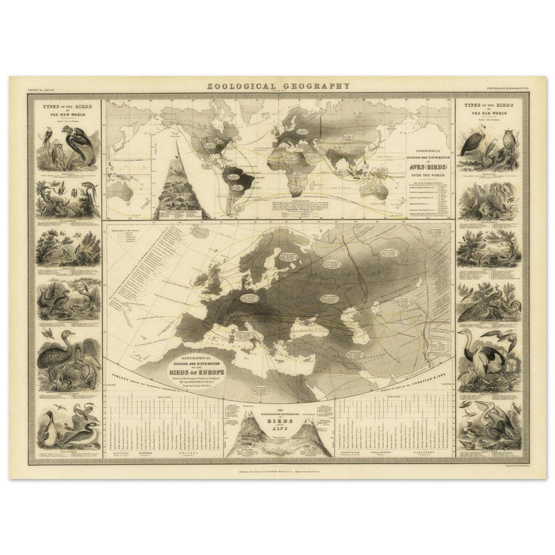 Birds in Europe illustrated vintage old map by Alexander Keith Johnston