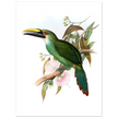 Art print / canvas of vintage green toucan by John Gould XIX Century. Antique bird painting