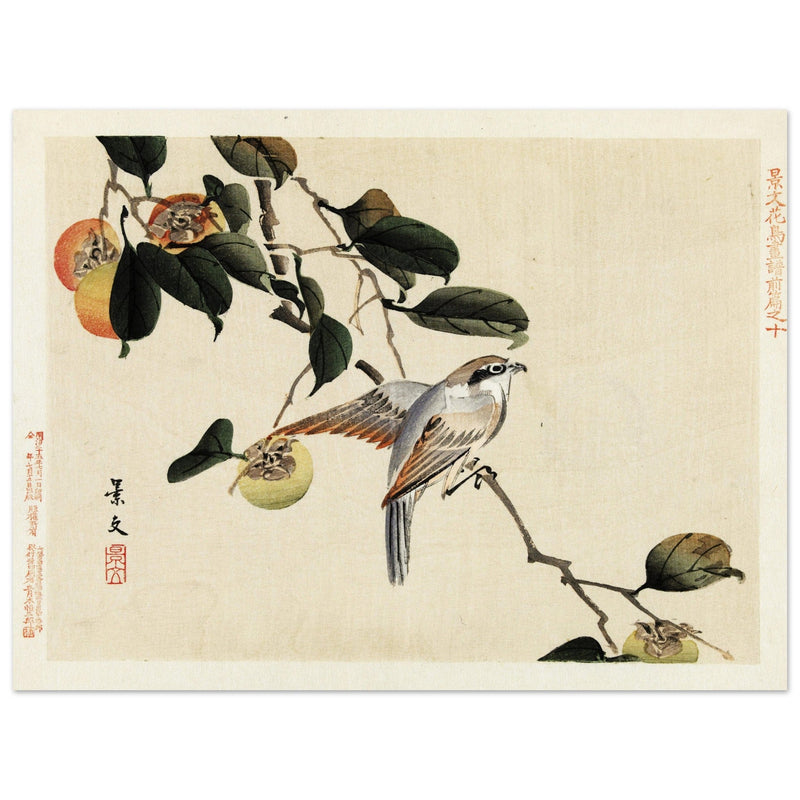 Bird and persimmon by Matsumura Keibun, 1892.