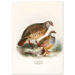 Red legged and barbary partdridges. Vintage bird print.   XIX beautiful illustration of european birds collection.