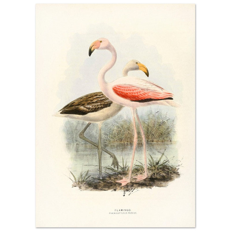 Flamingoes . Vintage bird print .   XIX beautiful illustration of european birds collection.