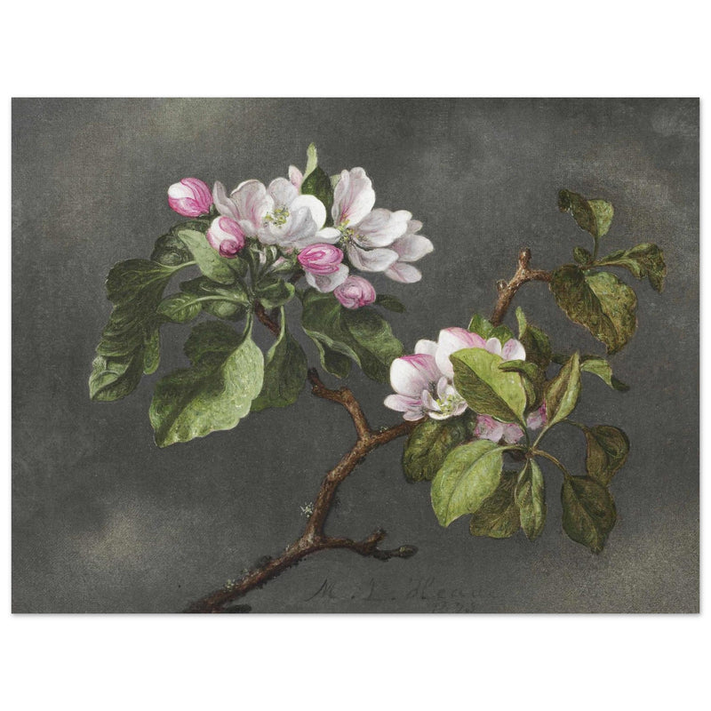 Apple Blossoms flowers by Martin Johnson Heade