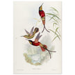 Hummingbirds  by John Gould XIX century . A Monograph of the Trochilidae. 4884