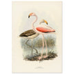 Flamingoes . Vintage bird print .   XIX beautiful illustration of european birds collection.