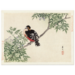 Black-red bird by Matsumura Keibun, 1892.
