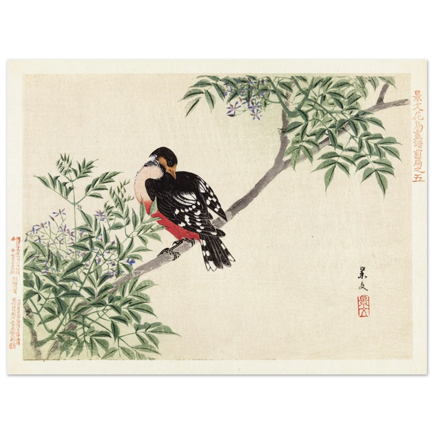 Black-red bird by Matsumura Keibun, 1892.