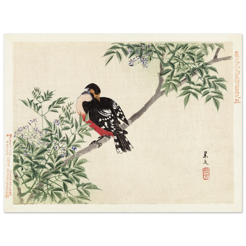 Black-red bird by Matsumura Keibun, 1892.