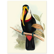 Toucan by John Gould XIX Century. Antique bird painting