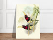 Art print of two vintage red toucans by John Gould XIX Century. Antique bird painting