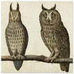 Scops Owl and Long-eared Owl vintage illustration.