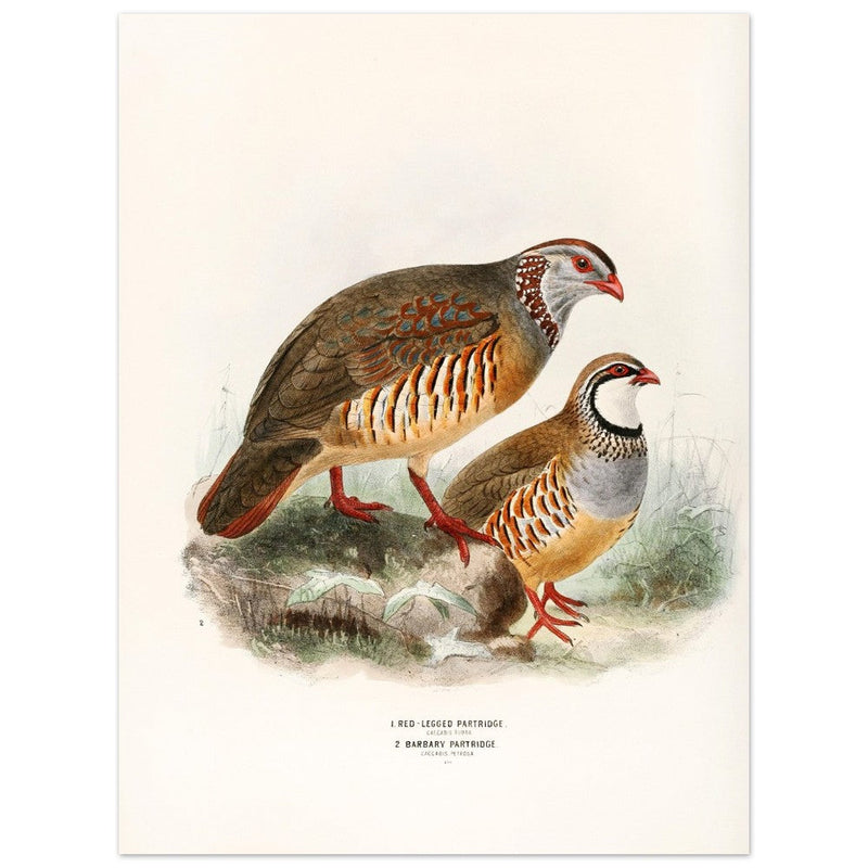 Red legged and barbary partdridges. Vintage bird print.   XIX beautiful illustration of european birds collection.