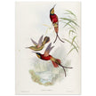 Hummingbirds  by John Gould XIX century . A Monograph of the Trochilidae. 4884