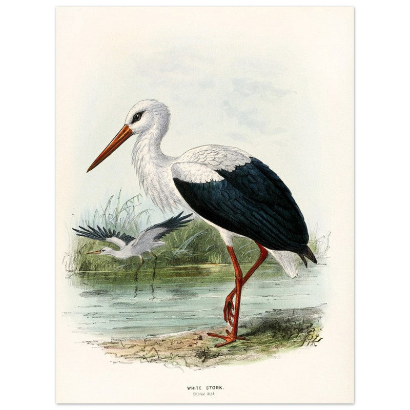 White stork. Vintage bird print .   XIX beautiful illustration of european birds collection.