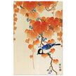 Great tit on paulownia branch by Ohara Koson woodblock print reproduction .