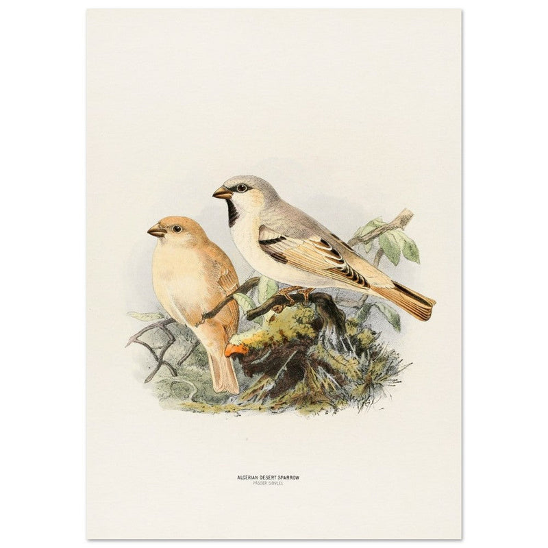 Algerian desert sparrow. Vintage bird print.   XIX beautiful illustration of european birds collection.