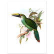 Art print / canvas of vintage green toucan by John Gould XIX Century. Antique bird painting