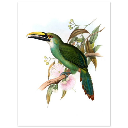 Art print / canvas of vintage green toucan by John Gould XIX Century. Antique bird painting