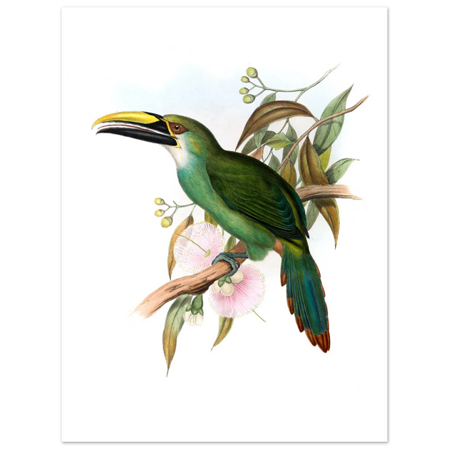 Art print / canvas of vintage green toucan by John Gould XIX Century. Antique bird painting