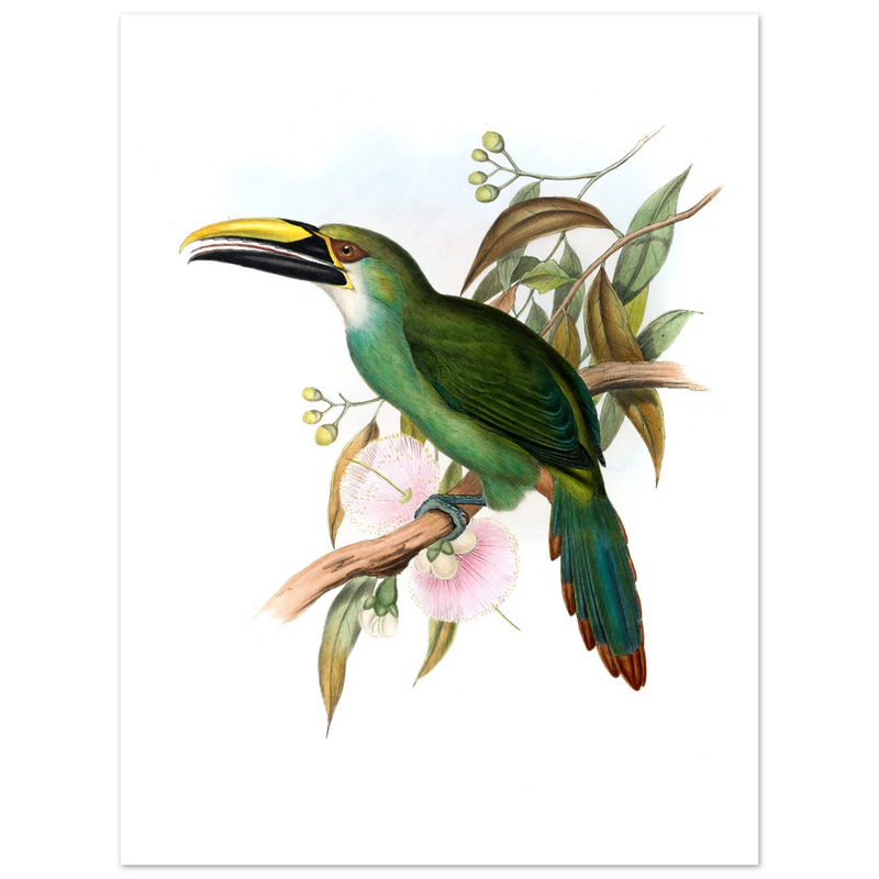 Art print / canvas of vintage green toucan by John Gould XIX Century. Antique bird painting