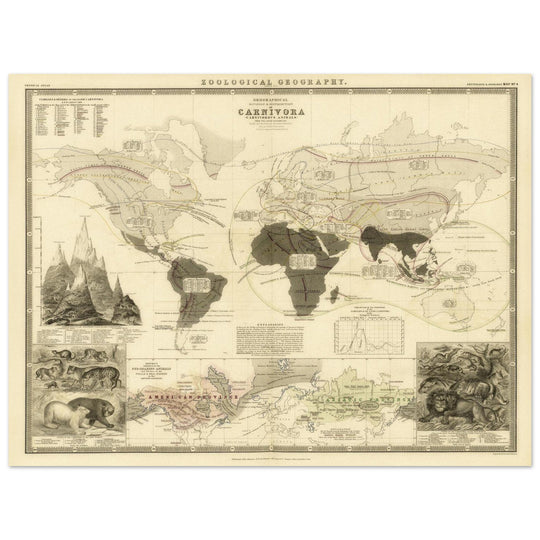 Carnivore animals distribution vintage map . World map print by Alexander Keith Johnston