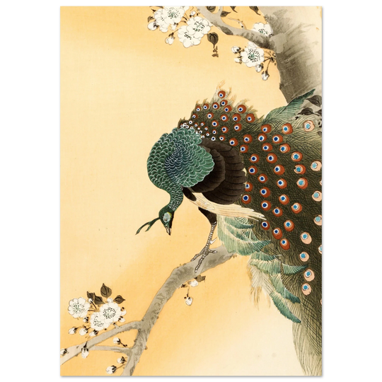 Peacock in cherry tree by Ohara Koson.
