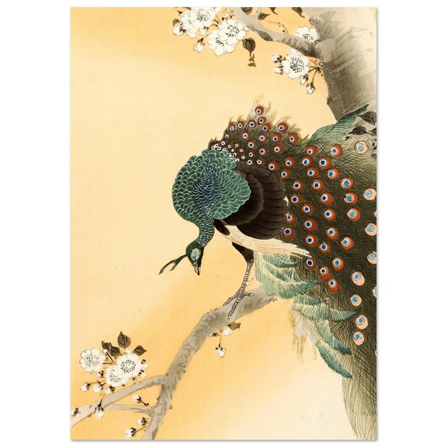 Peacock in cherry tree by Ohara Koson.