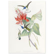 Hummingbirds  by John Gould XIX century . A Monograph of the Trochilidae.
