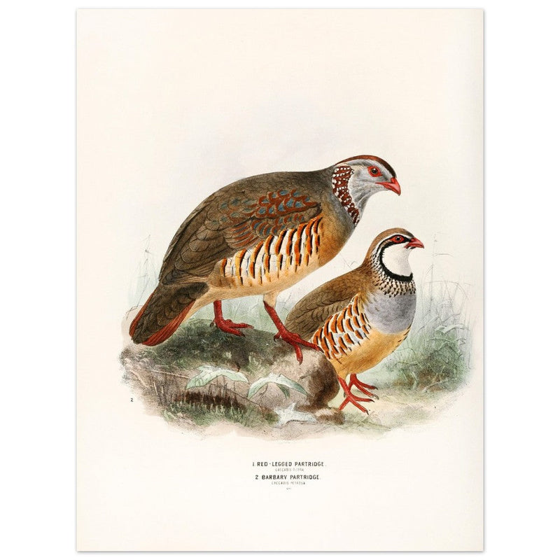 Red legged and barbary partdridges. Vintage bird print.   XIX beautiful illustration of european birds collection.