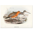 Redbreasted snipe birds. Vintage bird print.   XIX beautiful illustration of asian birds collection.