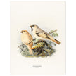 Algerian desert sparrow. Vintage bird print.   XIX beautiful illustration of european birds collection.