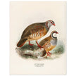 Red legged and barbary partdridges. Vintage bird print.   XIX beautiful illustration of european birds collection.