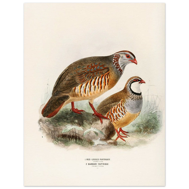 Red legged and barbary partdridges. Vintage bird print.   XIX beautiful illustration of european birds collection.