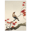 Japanese waxwing on maple by Ohara Koson