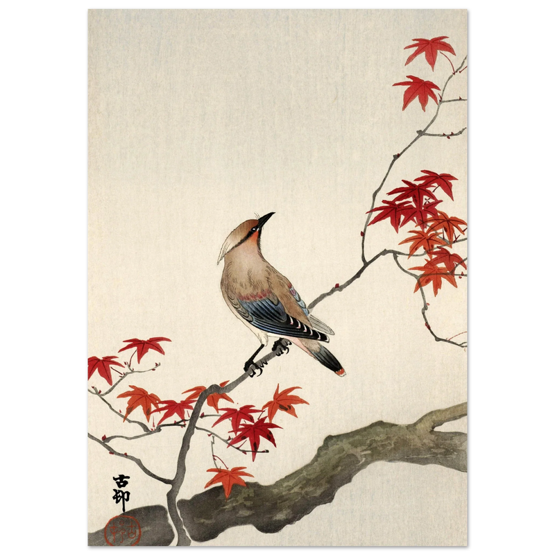Japanese waxwing on maple by Ohara Koson