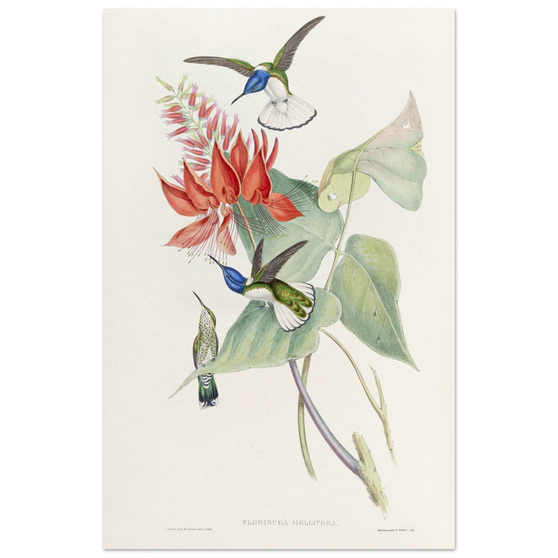 Hummingbirds  by John Gould XIX century . A Monograph of the Trochilidae.